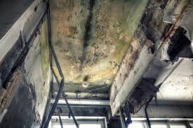 Why You Should Choose Our Mold Remediation Services in Irrigon, OR